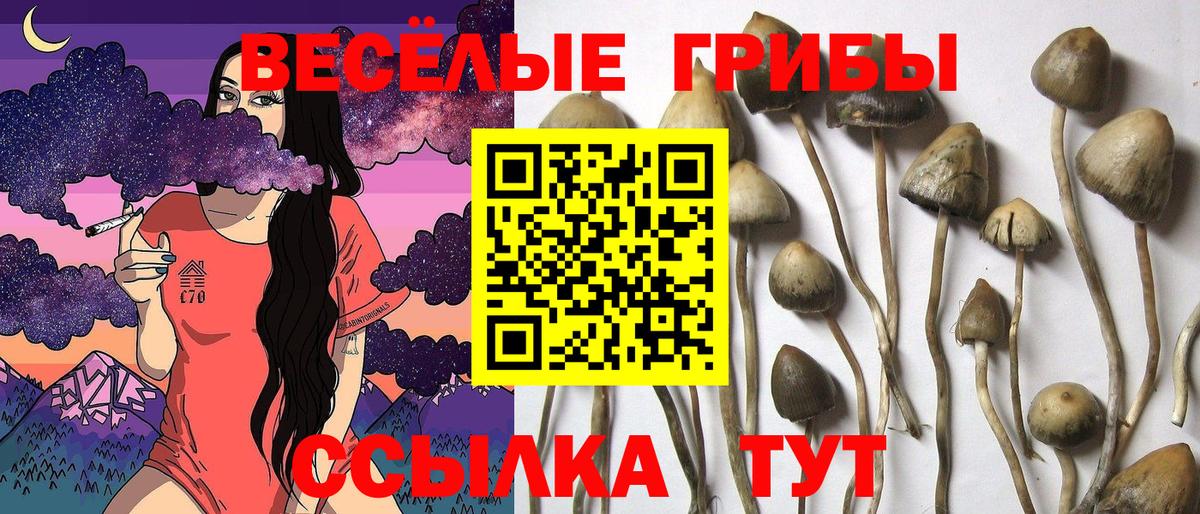 Галлюциногенные грибы Psilocybe Норильск